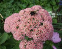 Bee On A Flower