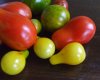 Multicolor Tomatoes