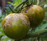 Two Zebra Tomatoes